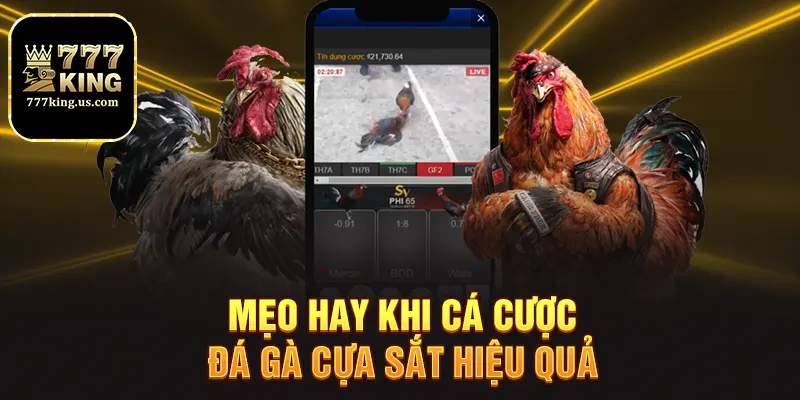 Đá Gà Cựa Sắt 777king Trận Đấu Đỉnh Cao Cho Người Chơi 4 Mẹo hay khi cá cược đá gà cựa sắt hiệu quả